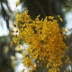 the flowers