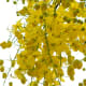 The flowers in racemes