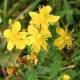 St. Johnswort