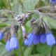 Comfrey Flowers