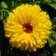 Calendula Flower