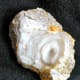 Geodes, when cut or broken open, will often reveal beautiful crystals.
