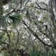 Halpatiokee Regional Park, Florida