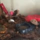 Each time I clean out my hermit crab tank I make sure to add my hermits back after I've changed up their decorations.