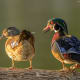 The male and female wood duck are very compatible.