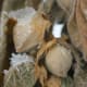 Ashwagandha Seed Pods