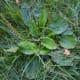 One of many examples of broadleaf plantain in my yard.
