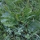 One of many examples of broadleaf plantain in my yard.
