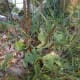 One of many examples of broadleaf plantain in my yard.