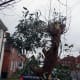 The eucalyptus tree after I'd given it its yearly prune.