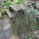 Pruned eucalyptus branches in back garden ready to harvest leaves for making oil.