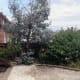 The eucalyptus tree in our front garden