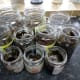 The lids are taken off the jars, ready for straining.