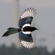 Magpie in flight.