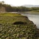 River bank
