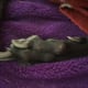 A greyhound's front paw, clearly showing the large dewclaw. These claws would benefit from a trim.