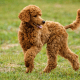 Poodle