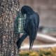 The crows in our backyard only admired our suet feeders for a long time then finally decided they were ready to taste it.
