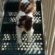 a-day-in-the-life-of-a-veterinary-technician