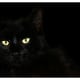 the-black-cat-a-poem