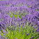 Lavender Fields