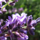 Lavender Bloom
