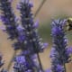 Lavender in bloom.
