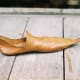 A Medieval shoe - pointy!