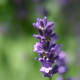 Lavender oil may be extracted from the buds or spikes.