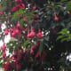 A majestic towering wild fuchsia in our garden—they are one of my favorite flowers.