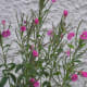 Pretty purple flowers or weeds?