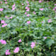 A mass of purple bursts into profusion but is it a flower or a weed?