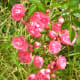 Rose petals are edible and may be used in homemade potpourri, rosewater, and for sugar frosting.
