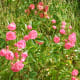 Wild roses growing in our hedge.