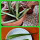 Using a sharp knife, cut each chosen leaf off the plant about an inch above the bottom.