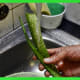 Wash your leaves well after cutting.