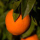 A sunny and radiant oil, orange oil promotes the feel-good factor and brings a lively fresh scent to cologne.