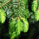 Fresh pine is so refreshing and perfect if you need a cool breeze!