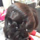 Back view of a hair bun with clipped curls and pearls.