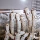 silkworms