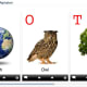ABA Flash Cards—Alphabet