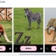 ABC Animal Flash Cards