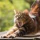 There are more pet cats in the U.S. than there are pet dogs, birds, or horses.