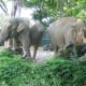 A female elephant is called a cow, and their babies are called calves.