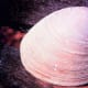 This is what a quahog from Narragansett Bay looks like. The ocean quahog can live up to 400 years.