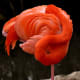 Flamingos can sleep standing up—like this!