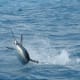 The sailfish is the fastest water animal and can move at a peak of 68 miles per hour.
