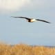 This is an albatross. The wandering albatross has the largest wingspan of any existing bird—up to 11.5 feet.