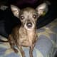 Chihuahuas are the smallest dog breed, and they're generally under 6 pounds in weight.