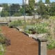 The community garden